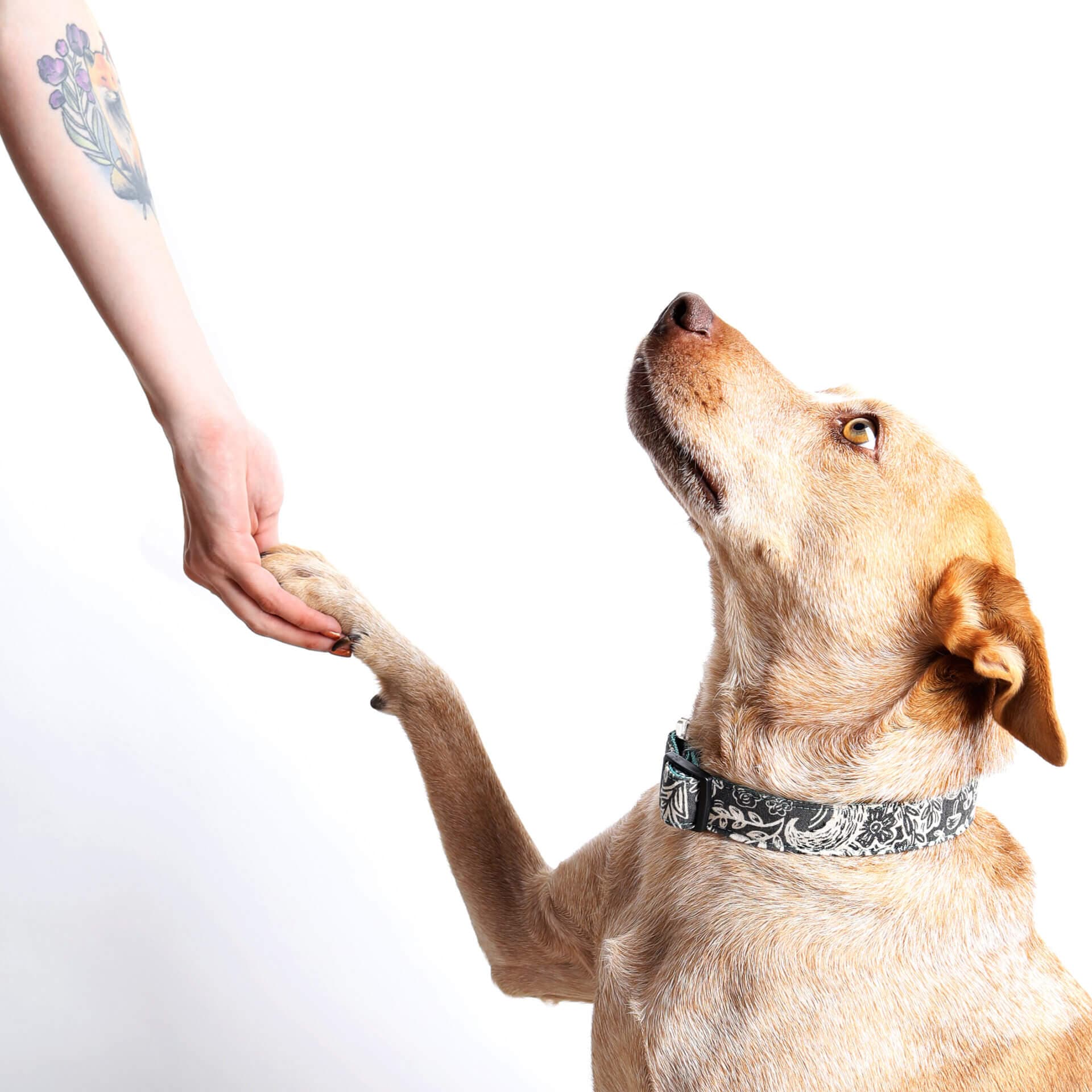 Wildwood B+W Canvas Dog Collar – Optional Engraving thumbnail 2